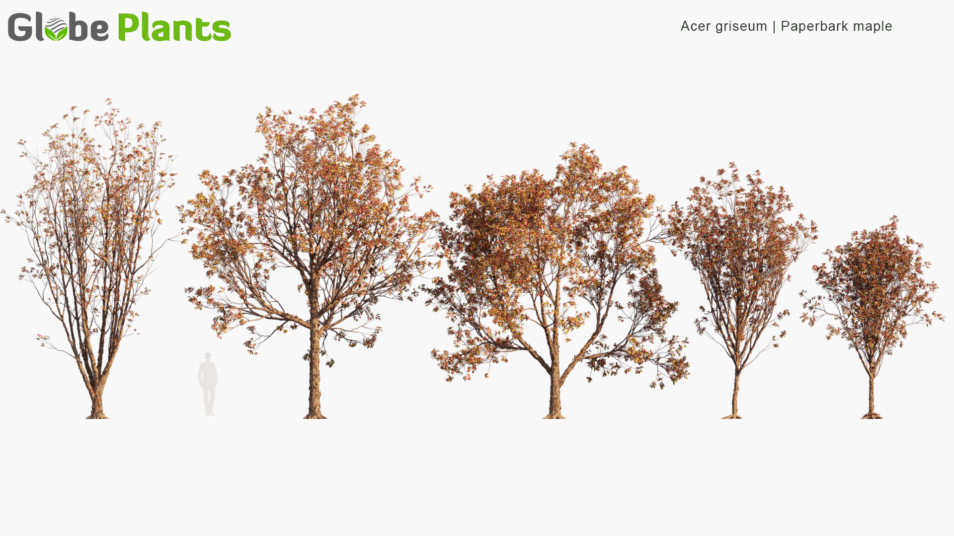 Acer-griseum_PRV1