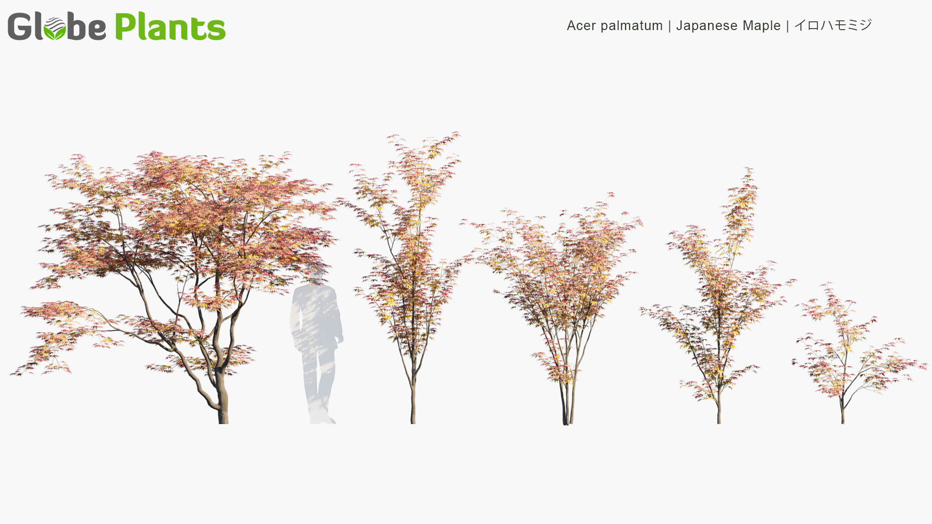Acer-palmatum_PRV1
