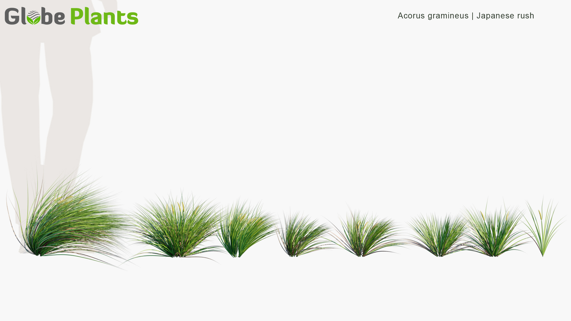Acorus-gramineus_PRV1
