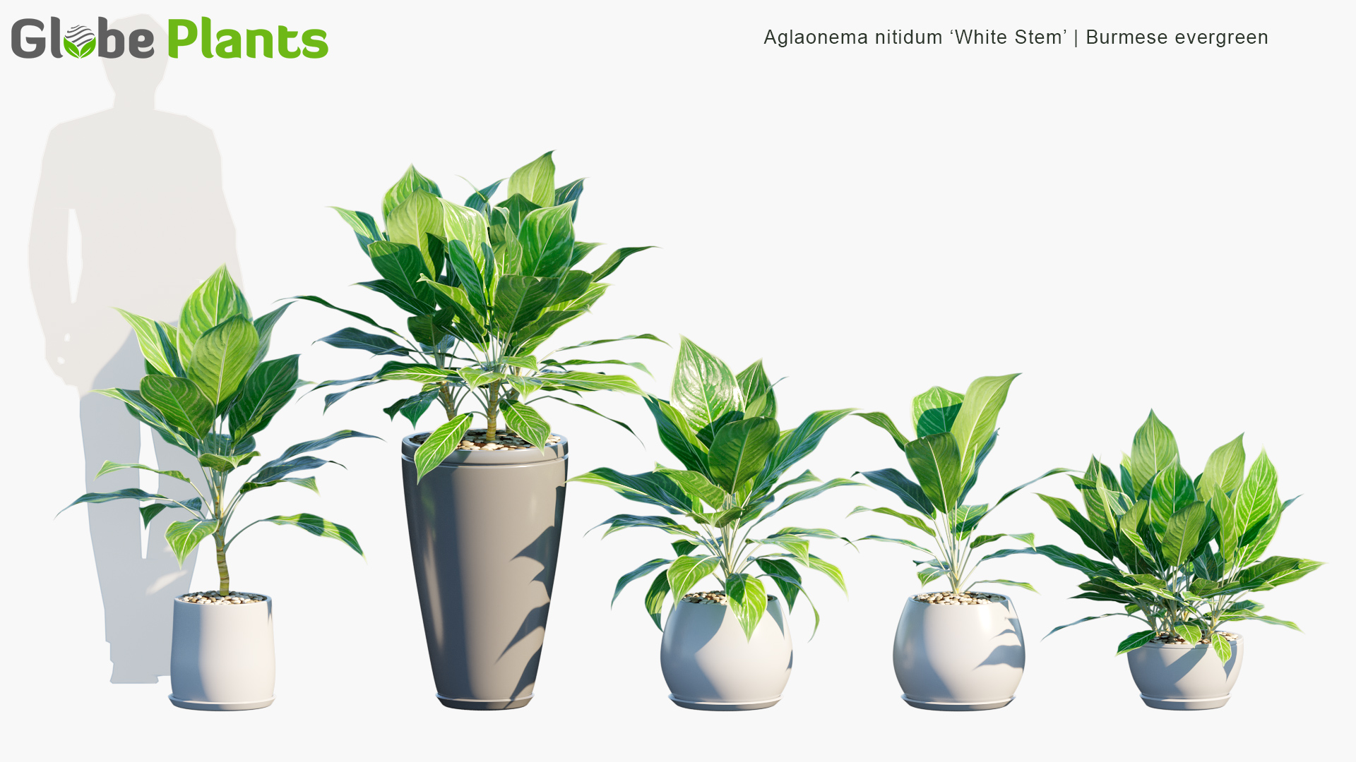 Aglaonema-Nitidum-White-Stem_PRV1