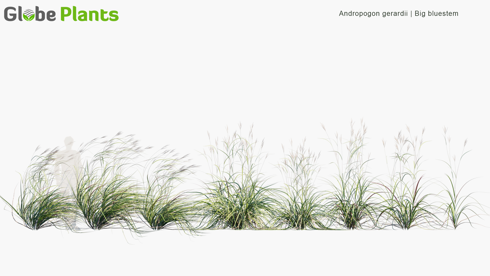 Andropogon-gerardii_PRV1