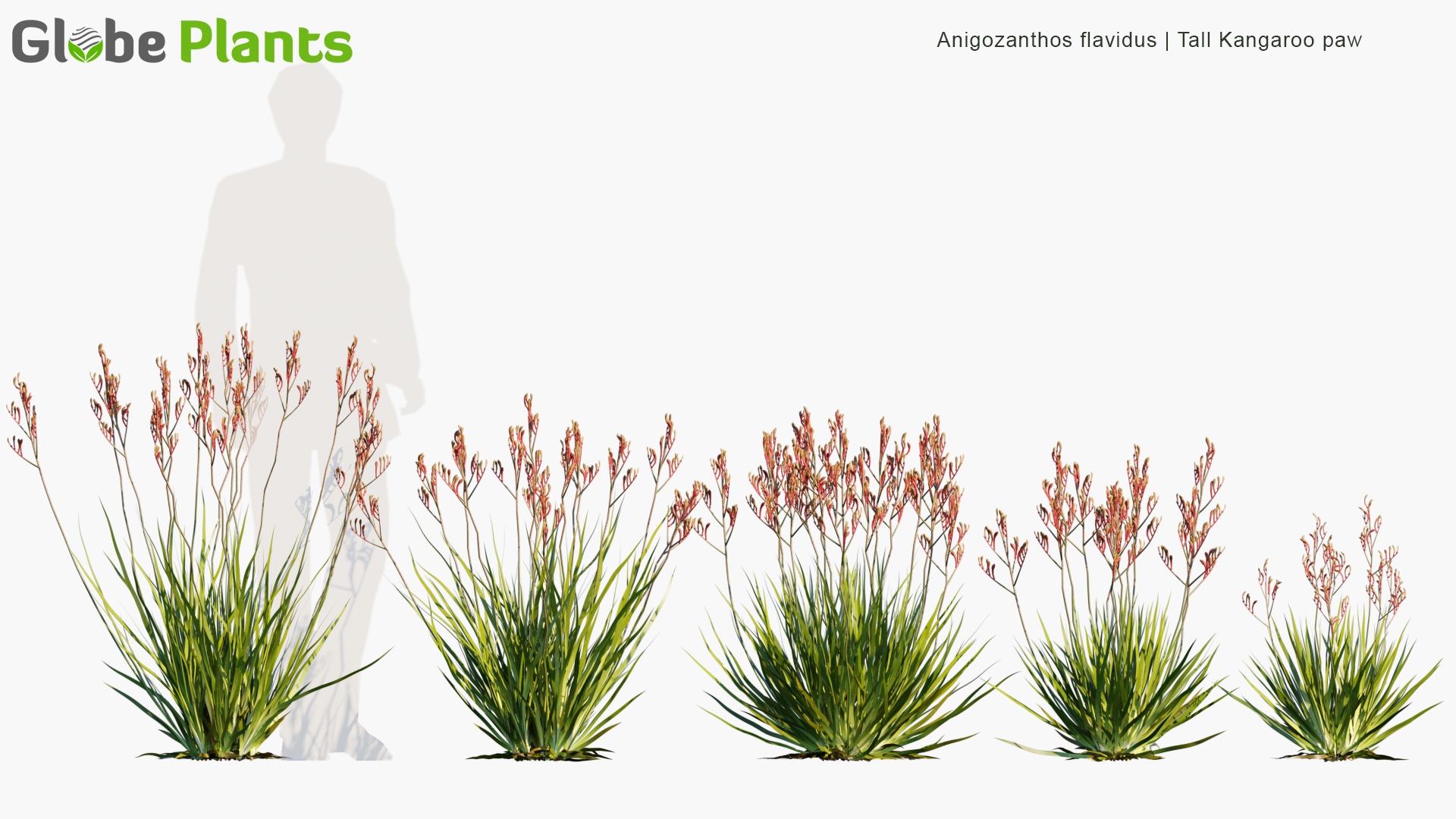 Anigozanthos-flavidus_PRV1