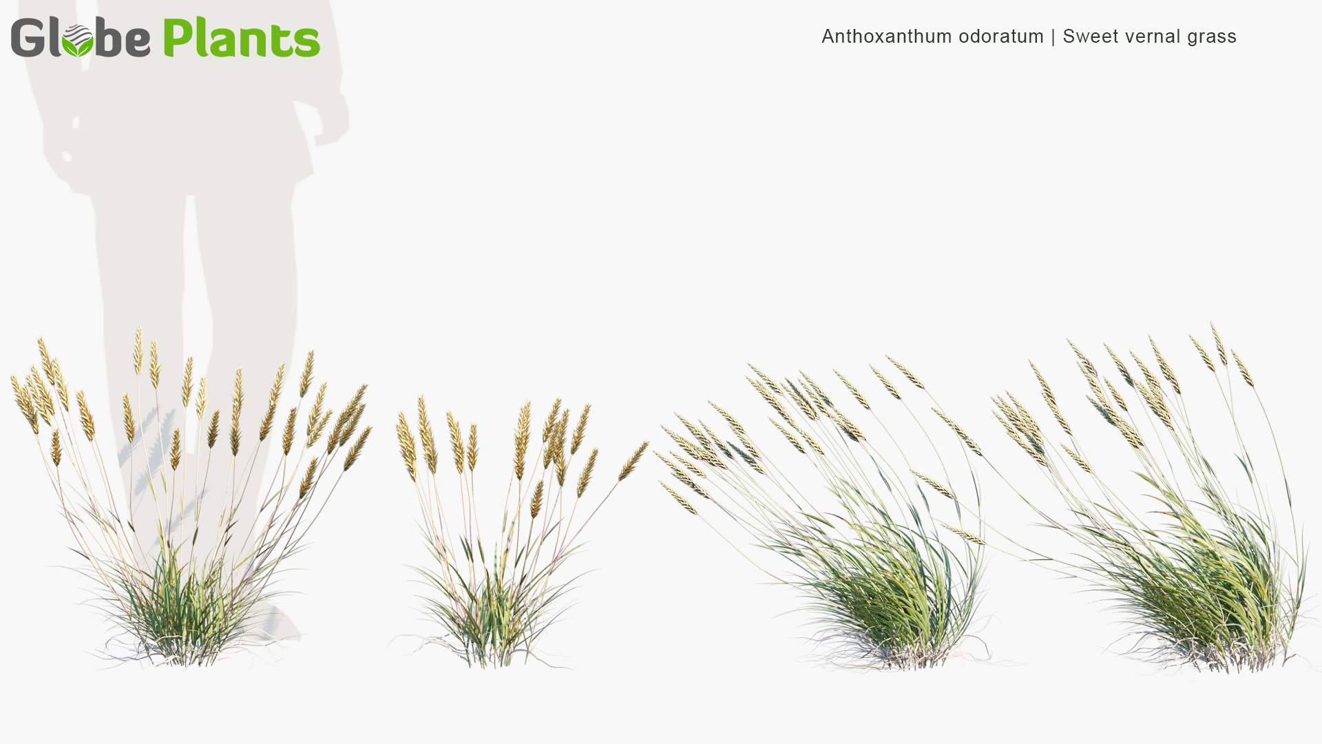 Anthoxanthum-odoratum_PRV2