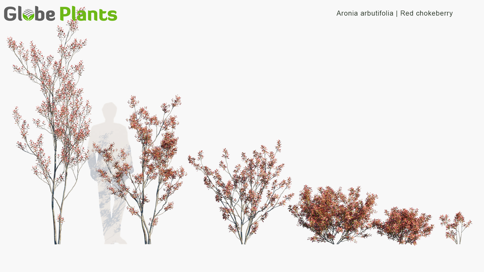 Aronia-arbutifolia_PRV1
