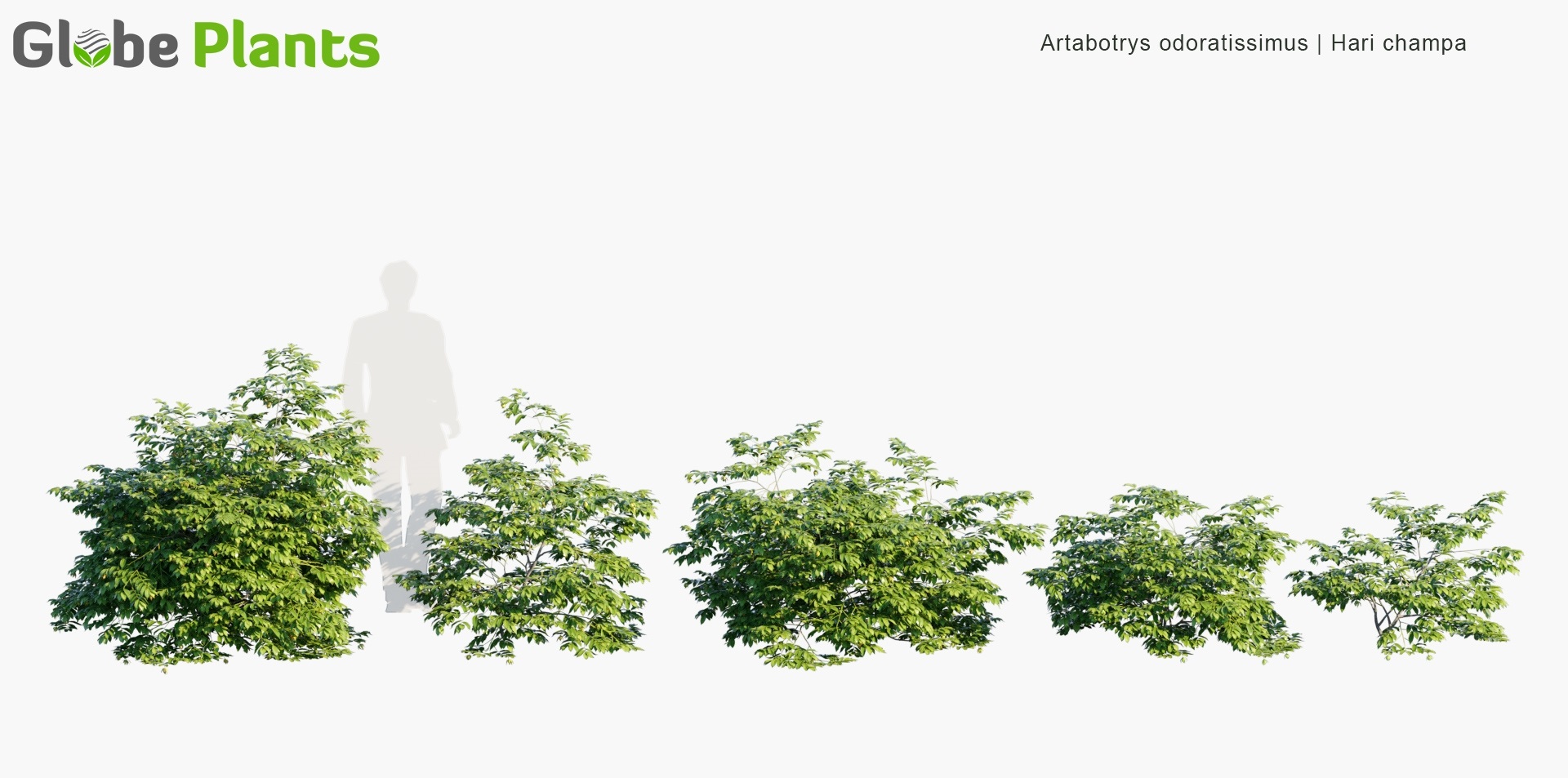 Artabotrys-odoratissimus_PRV1