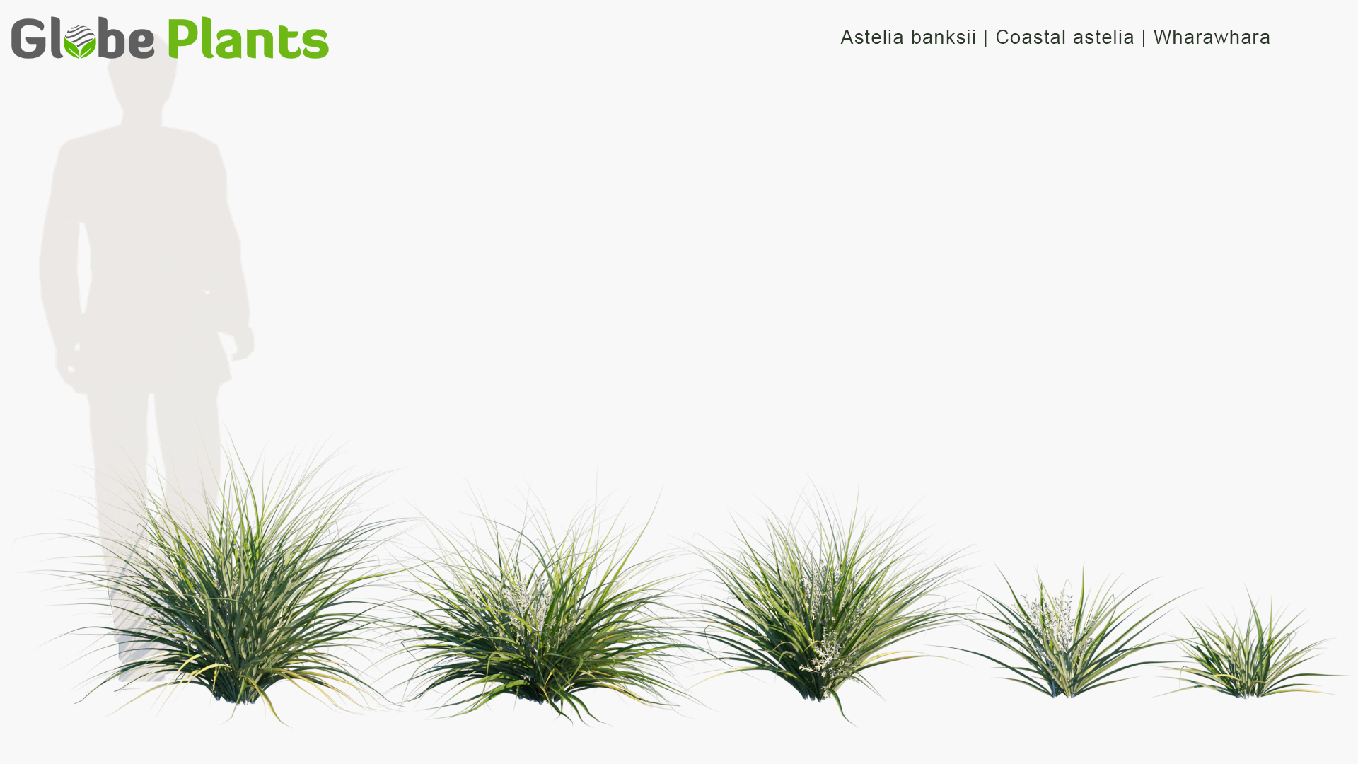 Astelia-banksii_PRV1