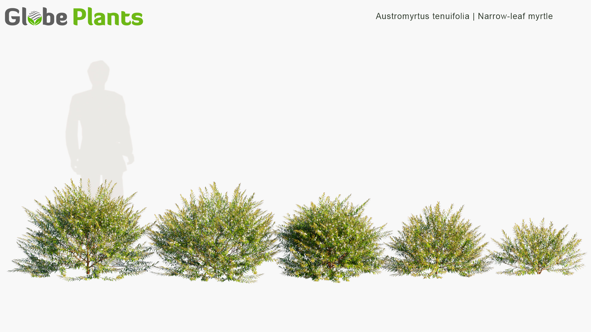Austromyrtus-tenuifolia_PRV1