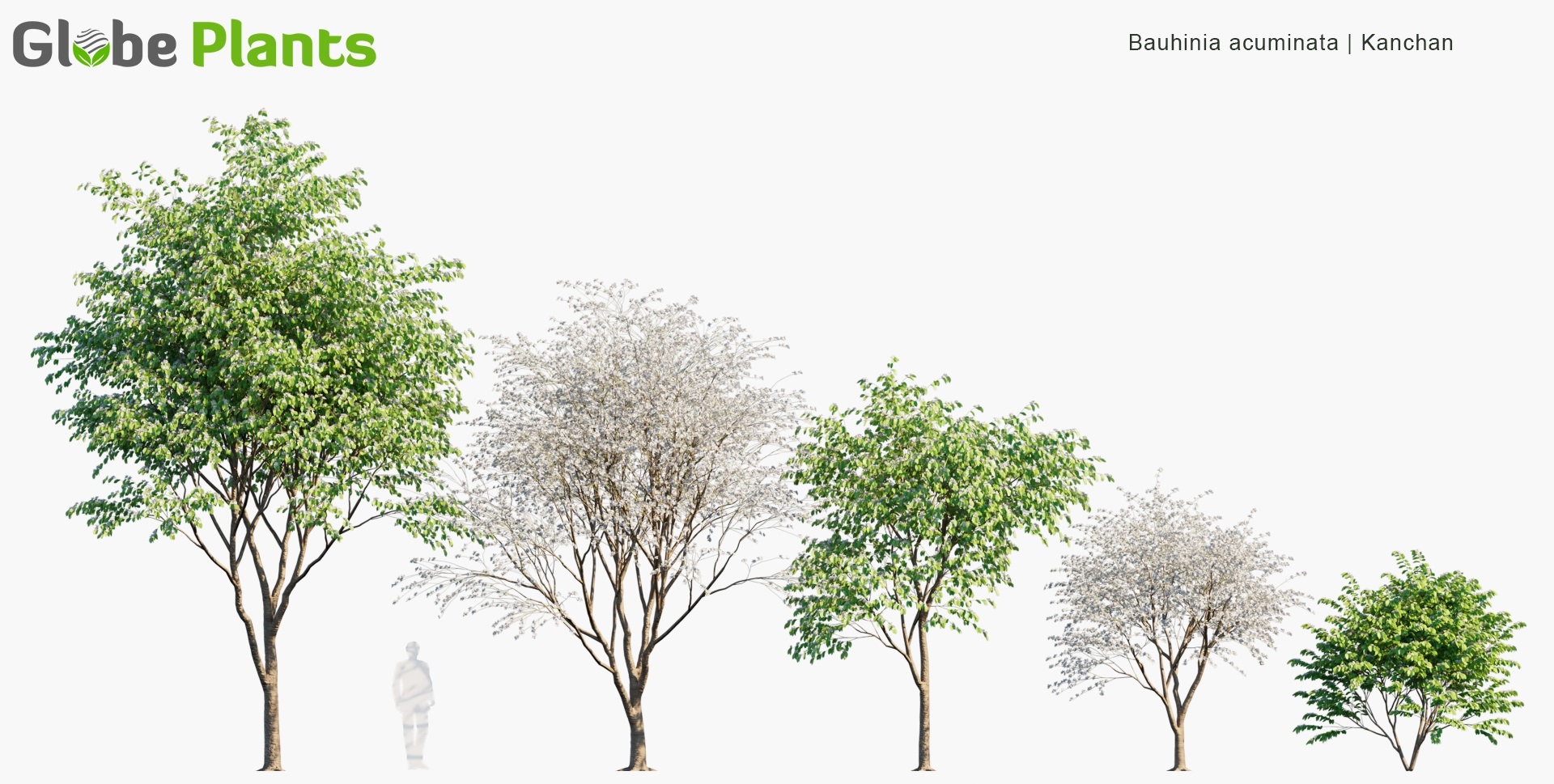 Bauhinia-acuminata_PRV1