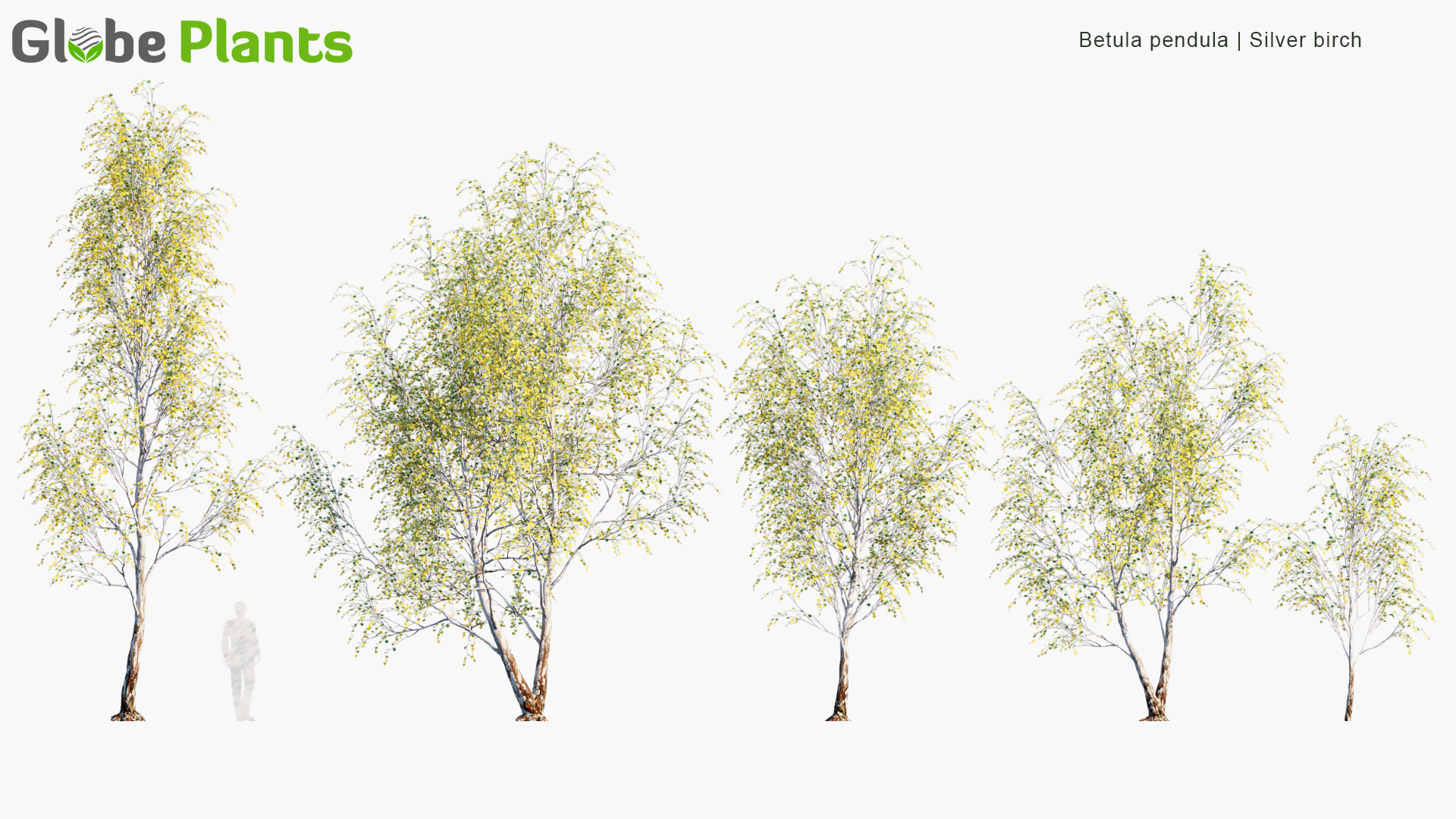 Betula-pendula_PRV1