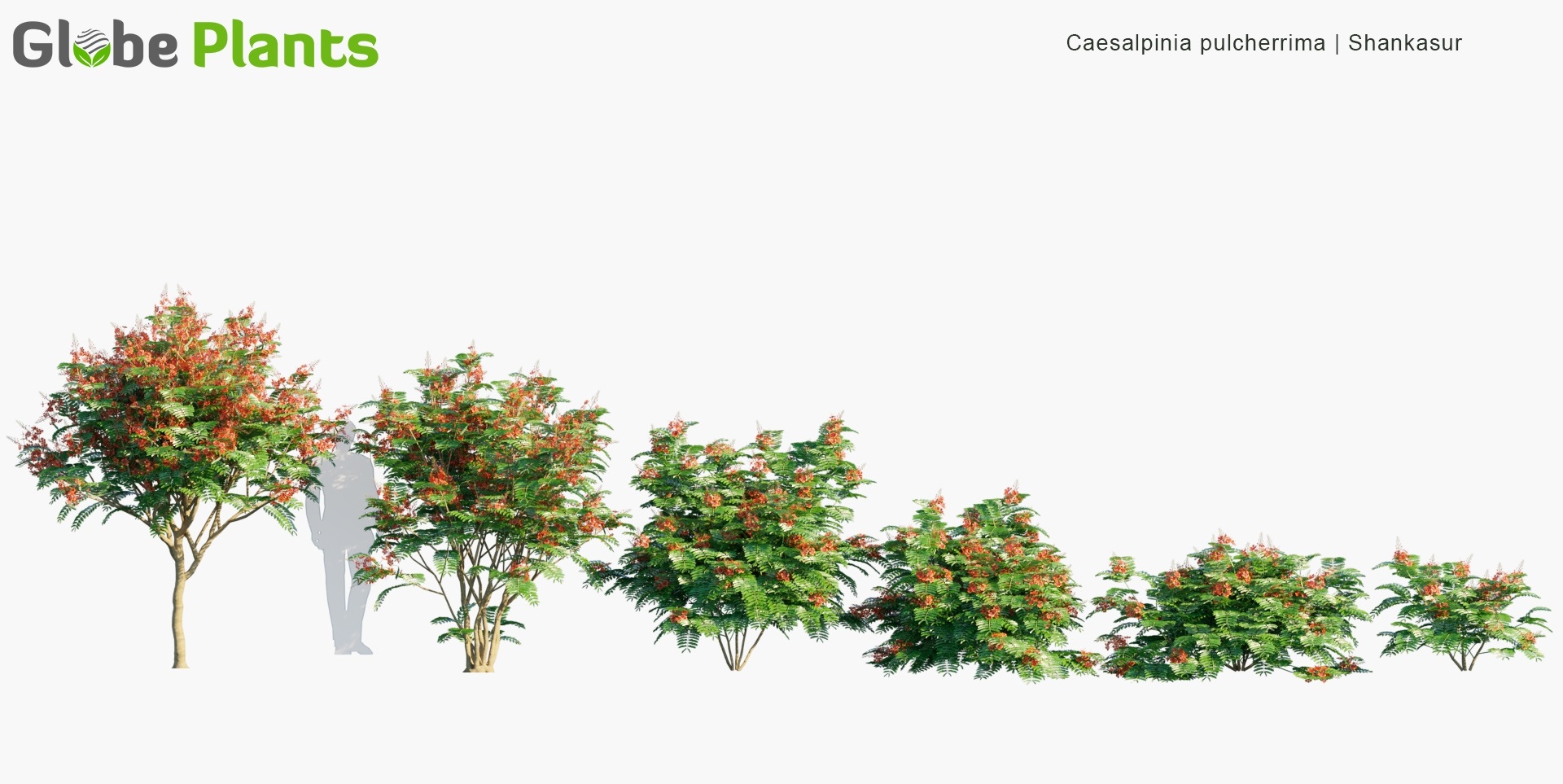 Caesalpinia-pulcherrima_PRV1
