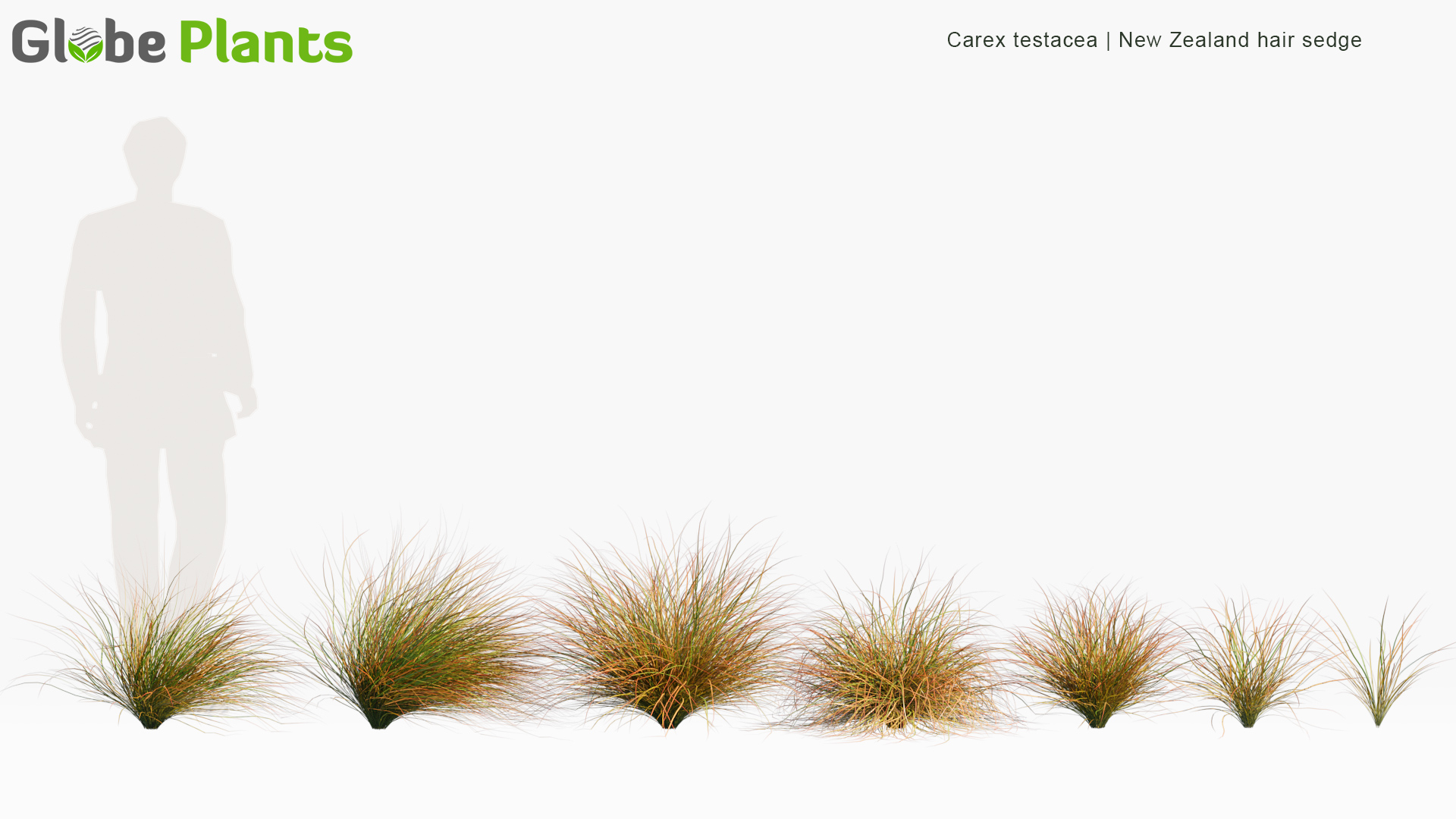 Carex-testacea_PRV1
