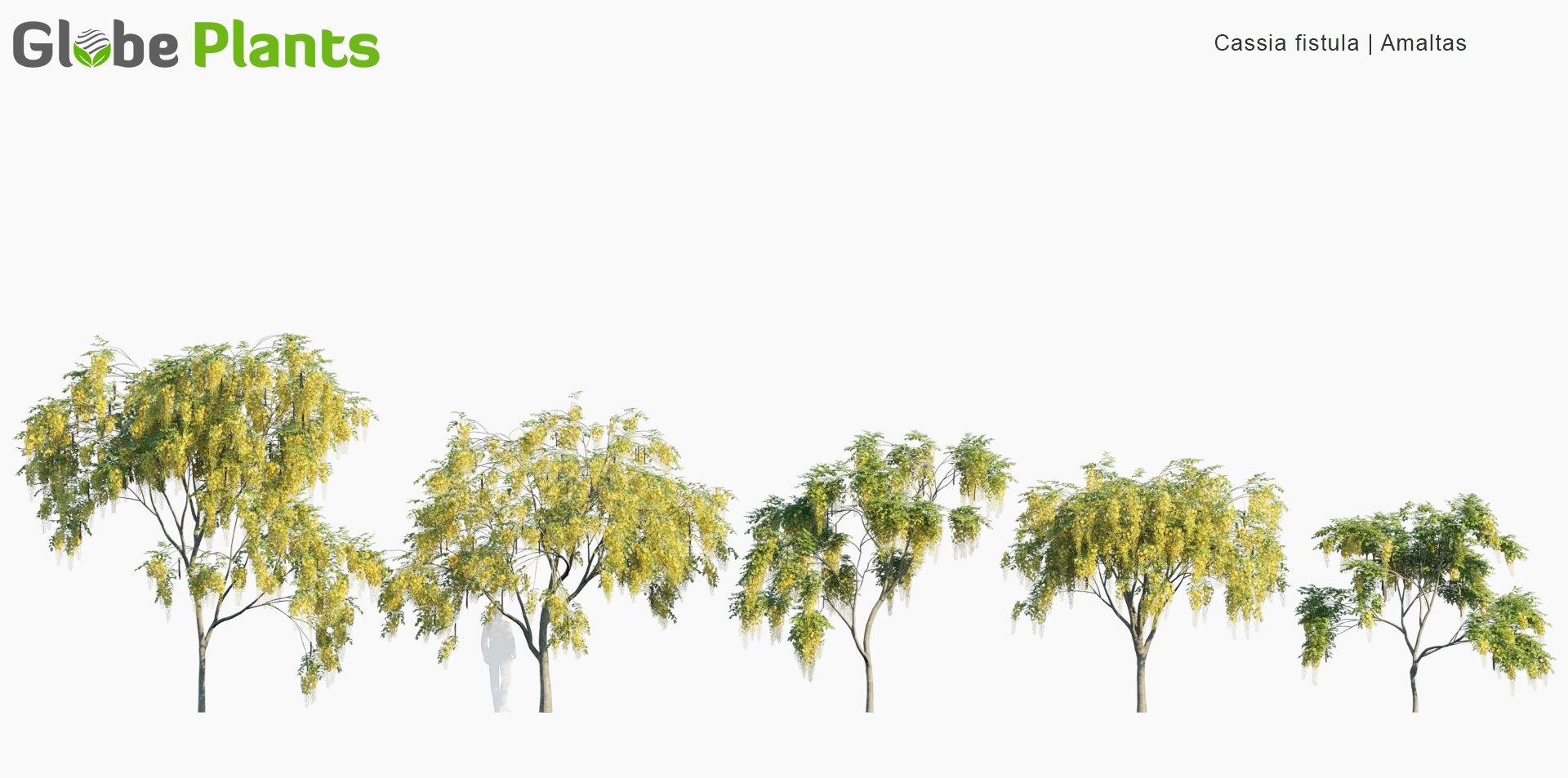 Cassia-fistula_PRV1