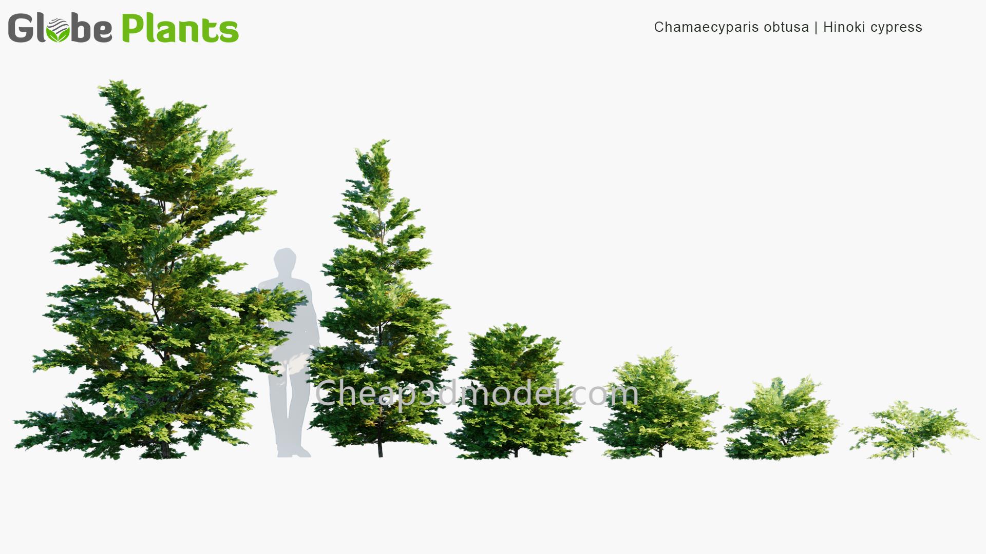 Chamaecyparis-obtusa_PRV1