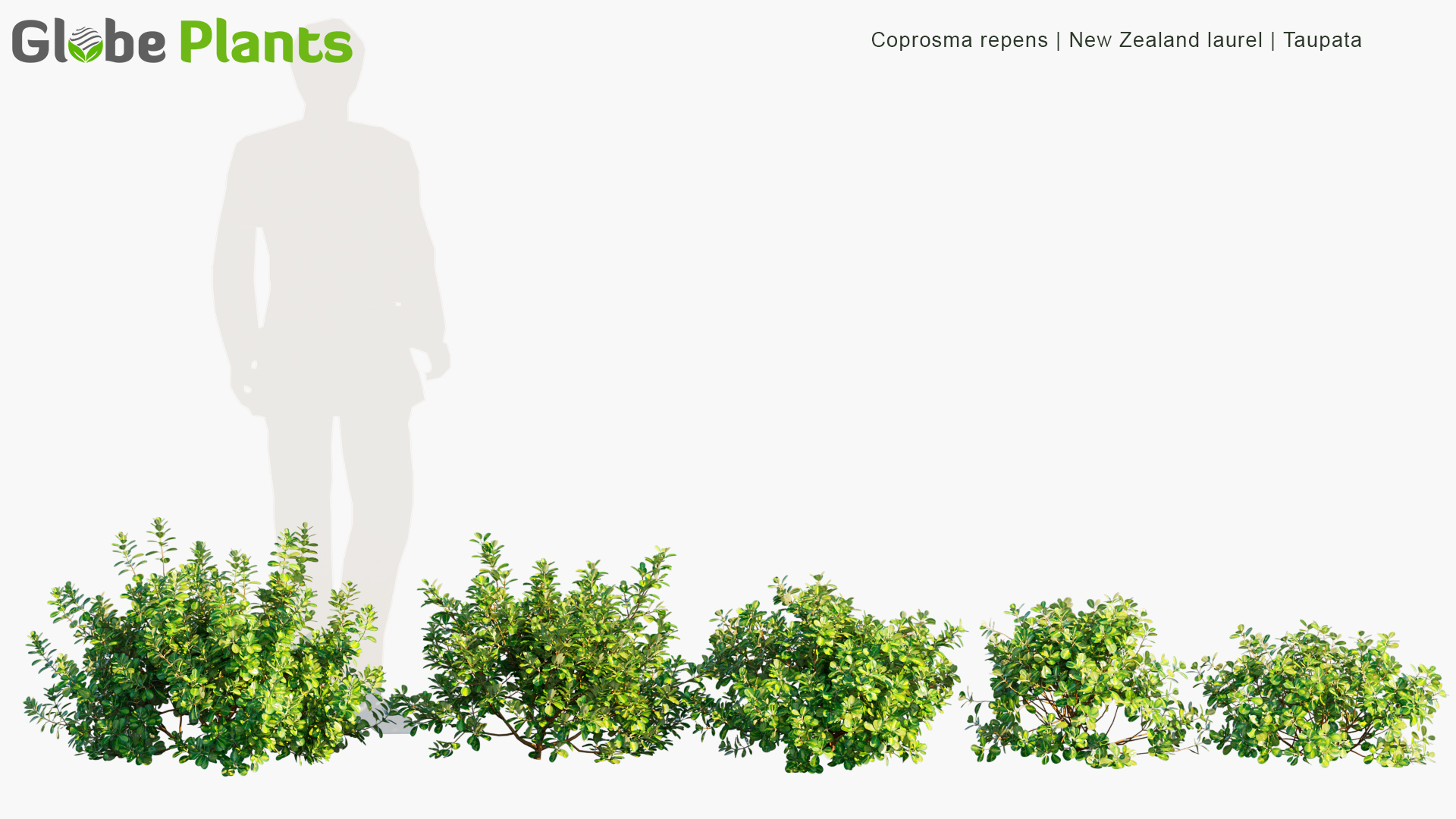 Coprosma-repens_PRV1
