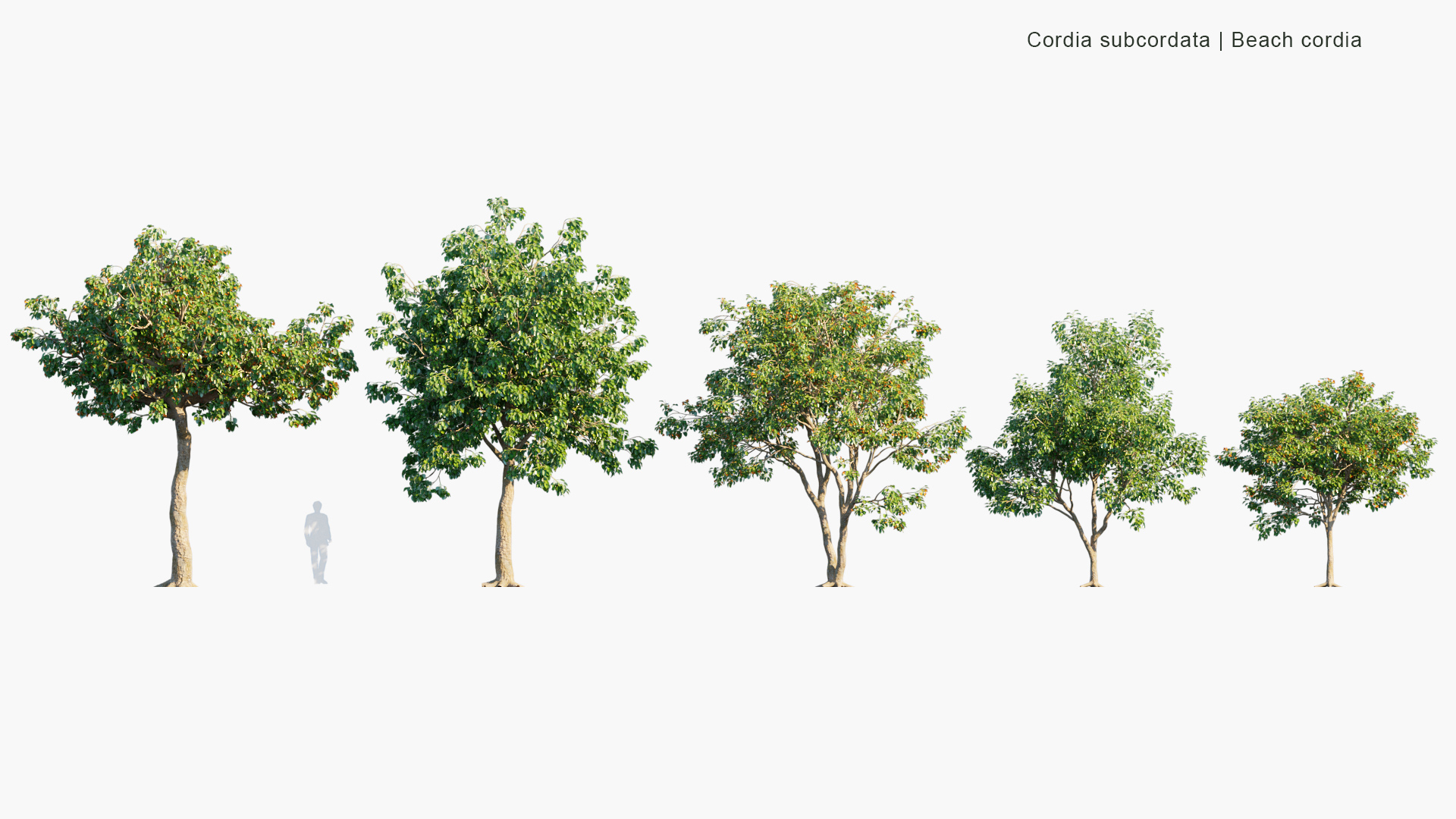 Cordia-subcordata_PRV1