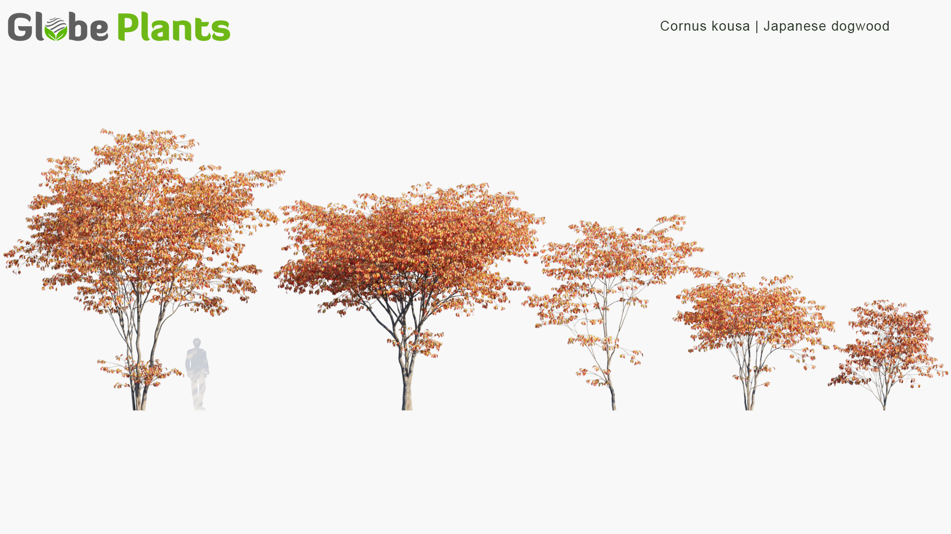 Cornus-kousa_PRV1
