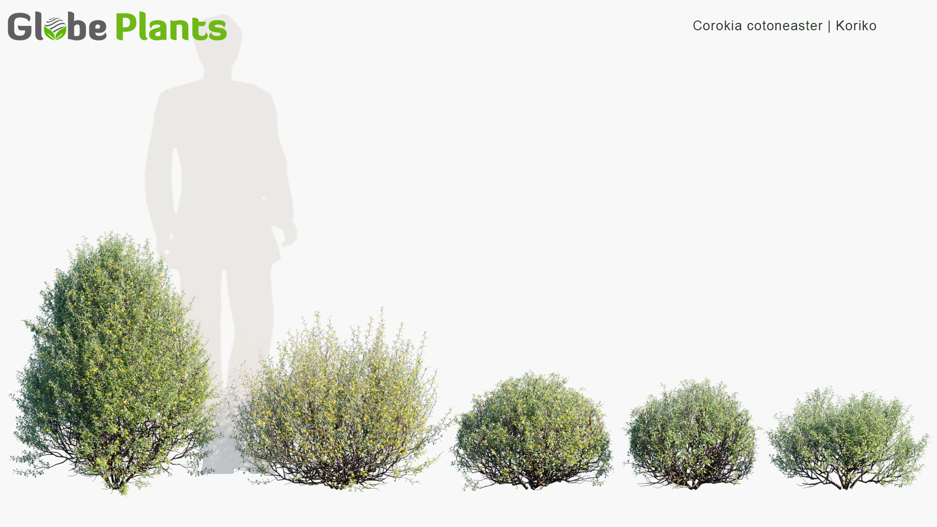 Corokia-cotoneaster_PRV1