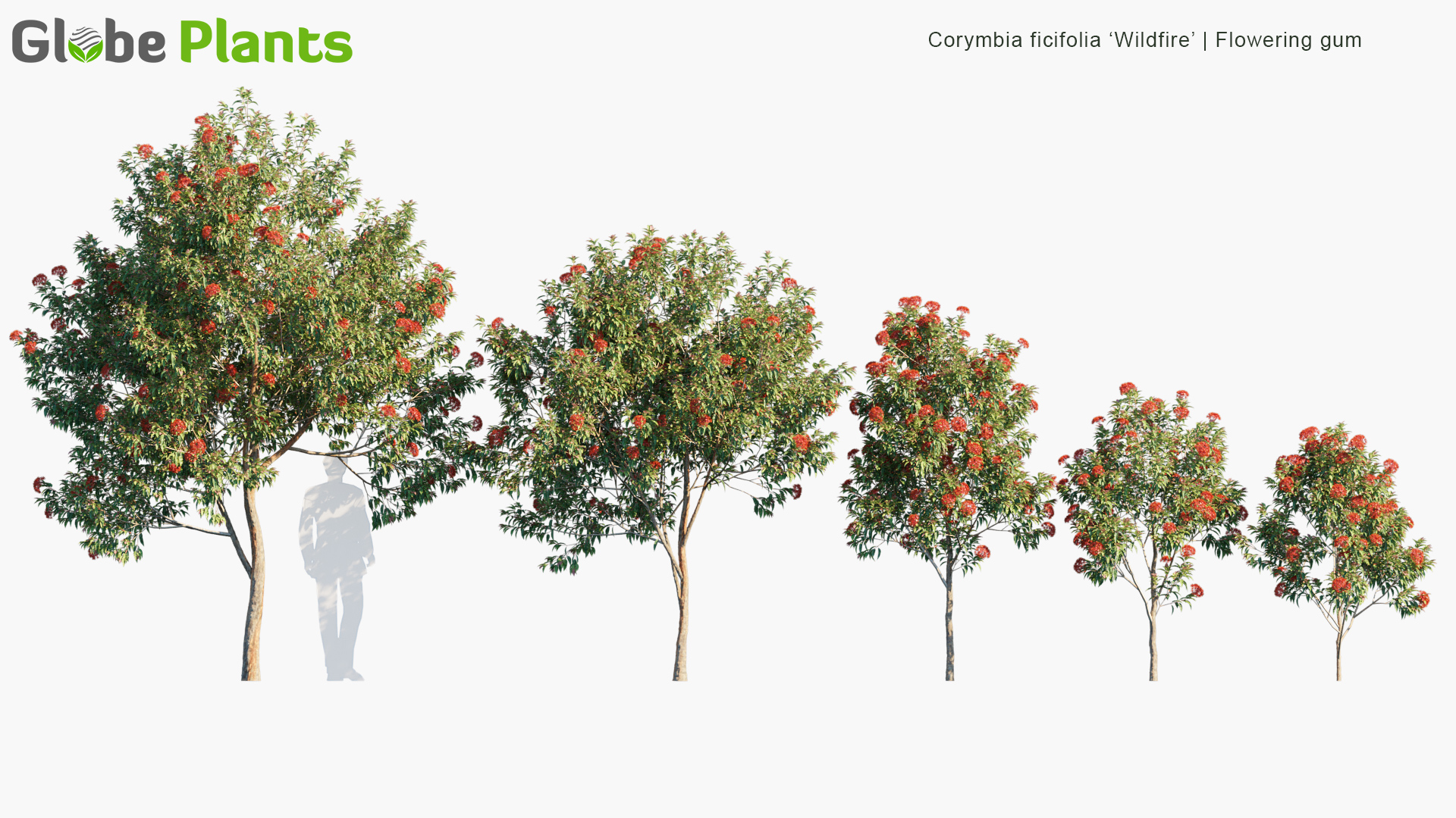 Corymbia-ficifolia-Wildfire_PRV1