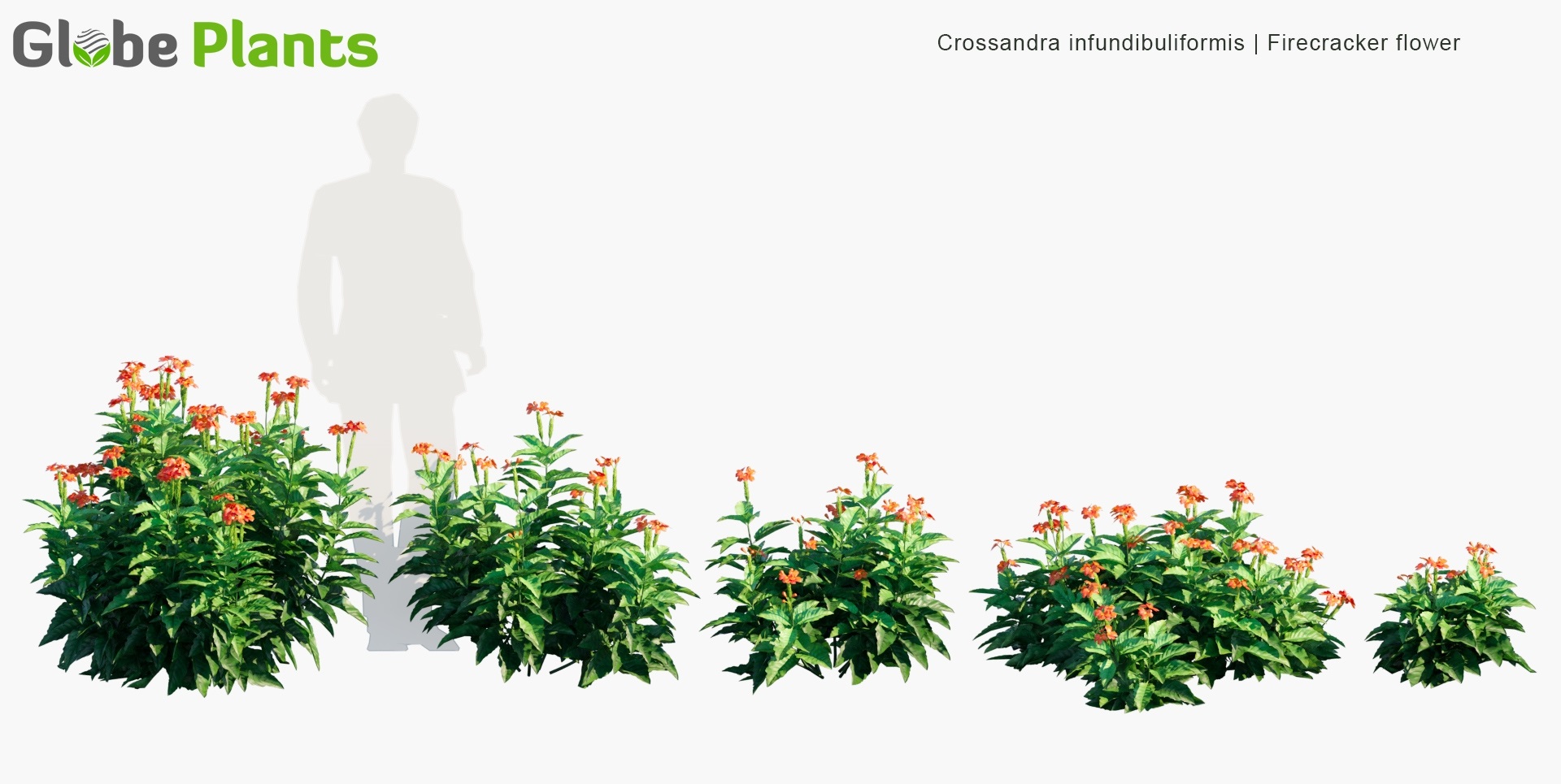 Crossandra-infundibuliformis_PRV1