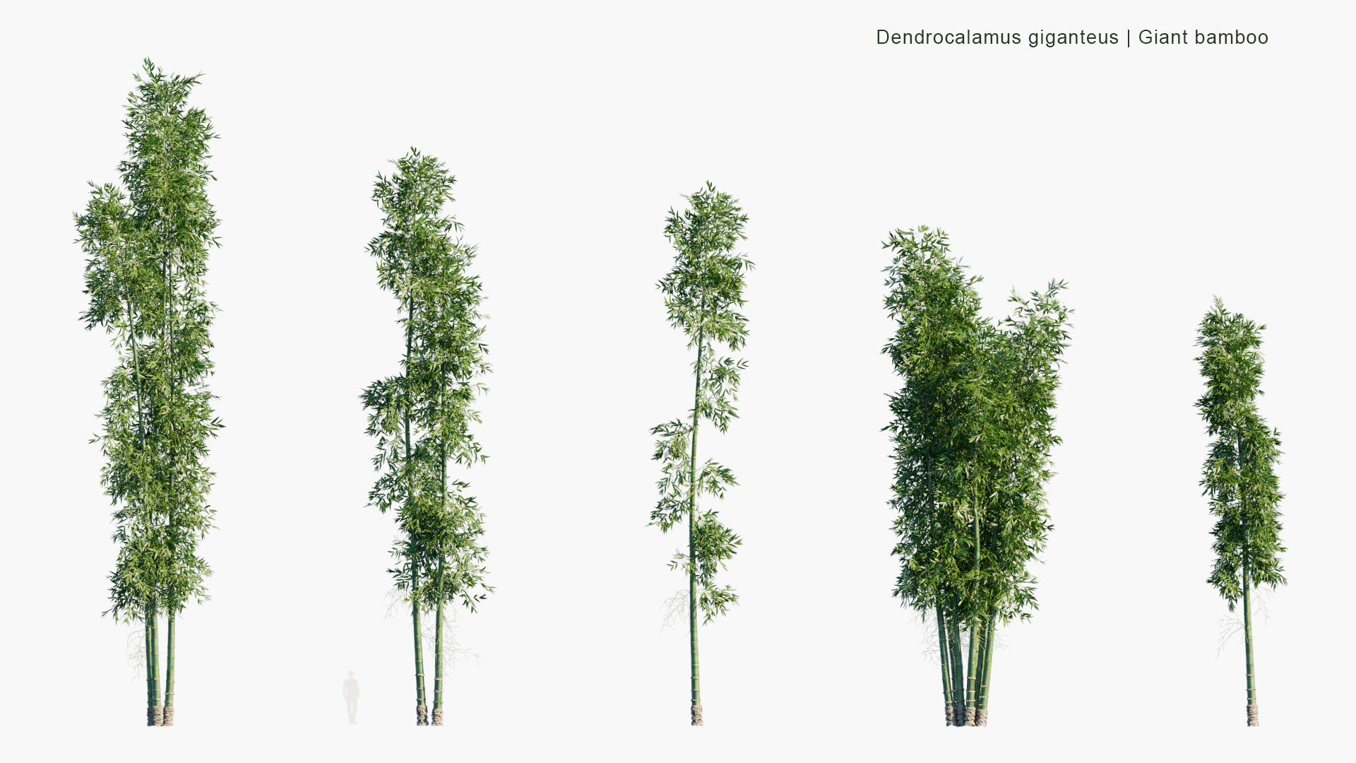 Dendrocalamus-giganteus_PRV1