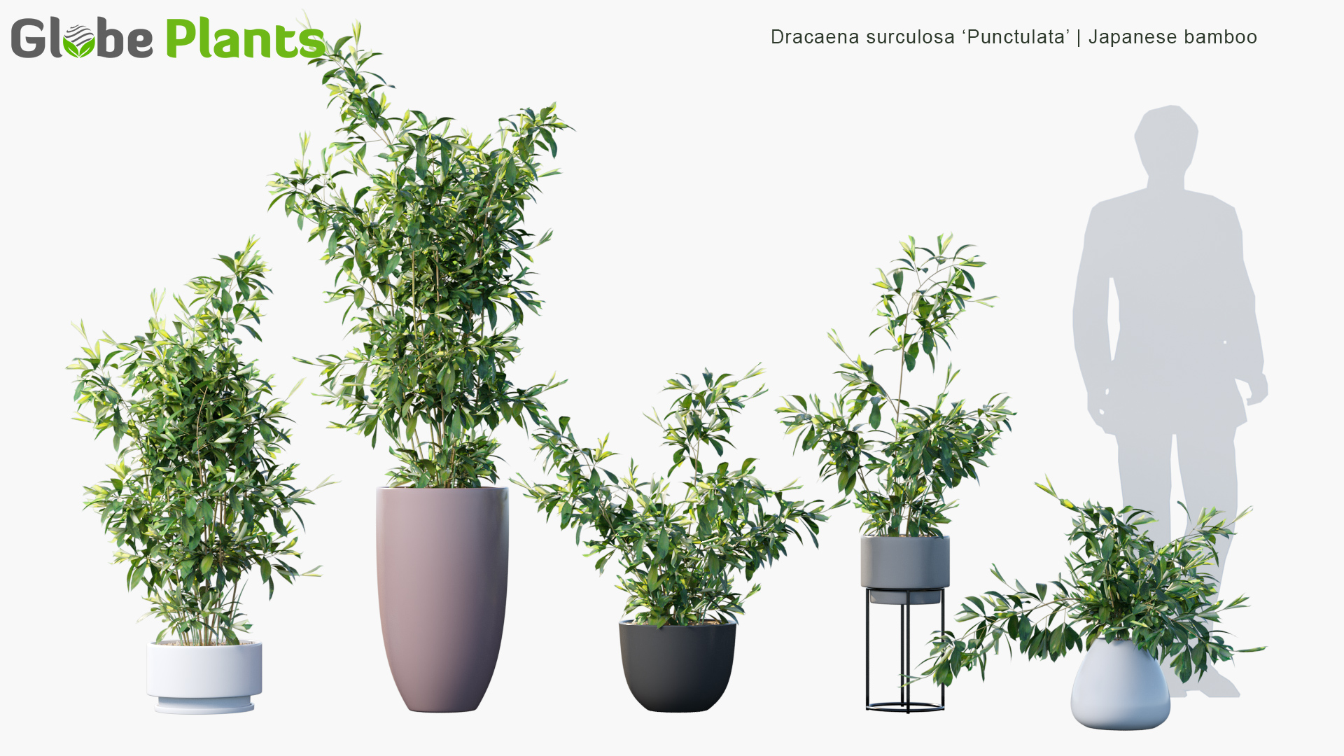 Dracaena-surculosa-Punctulata_PRV1