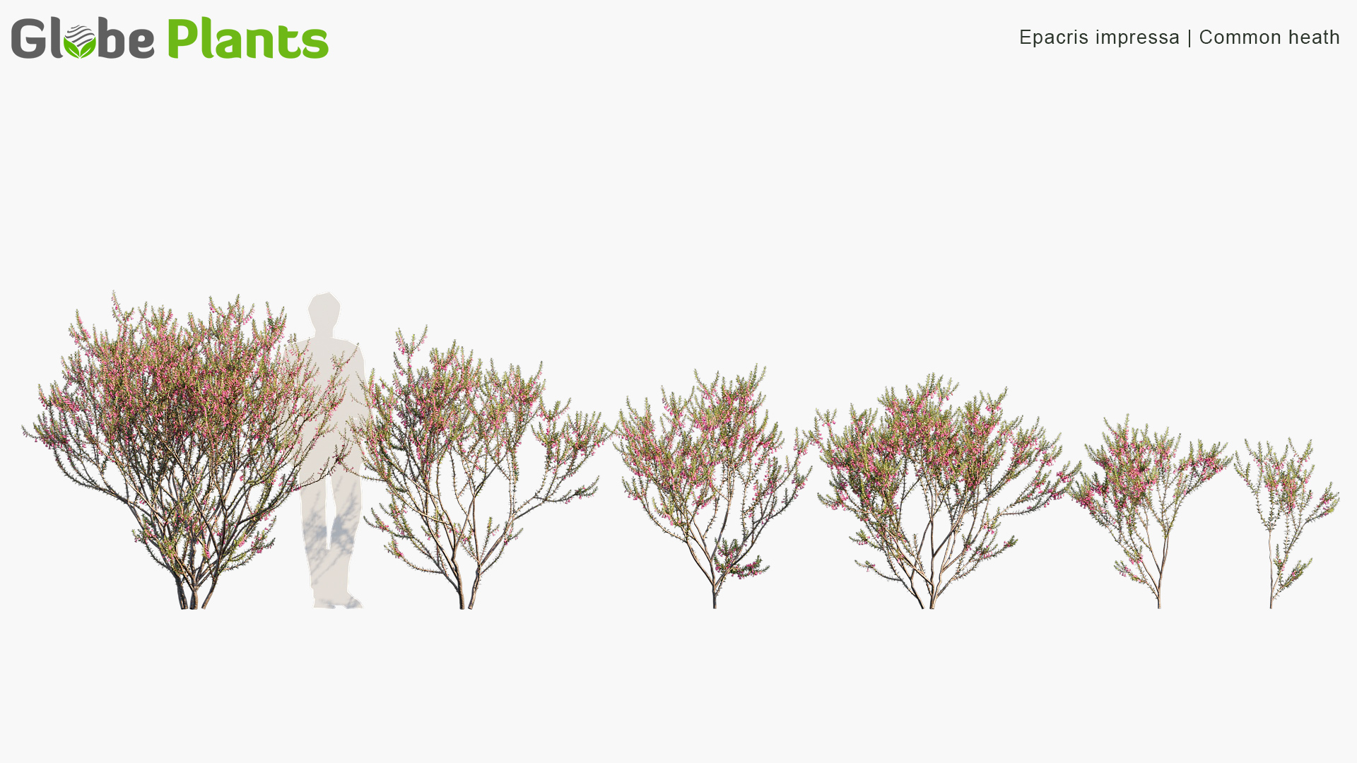 Epacris impressa_PRV1