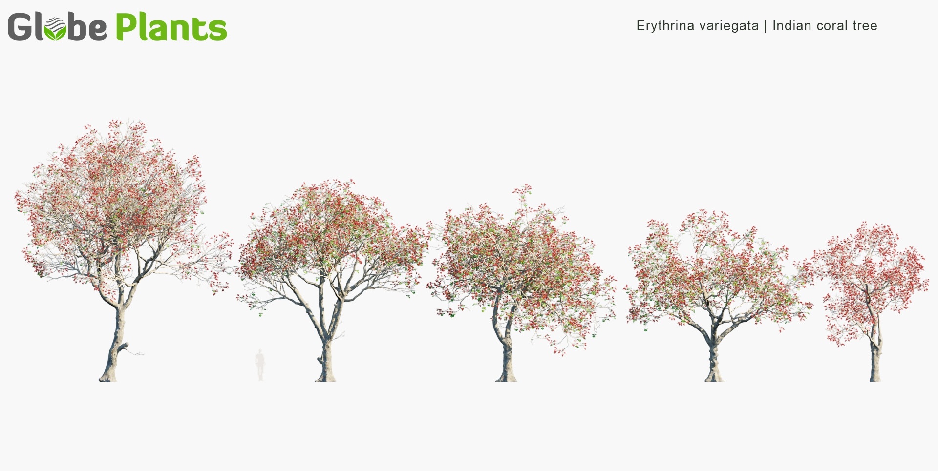 Erythrina-variegata_PRV1