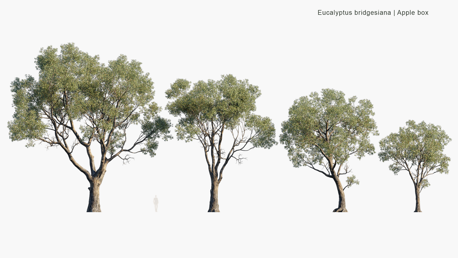 Eucalyptus-bridgesiana_PRV2