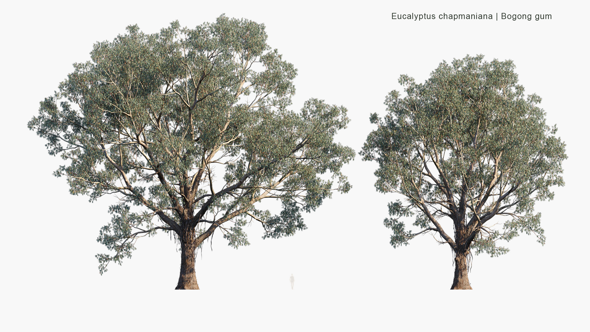 Eucalyptus-chapmaniana_PRV1