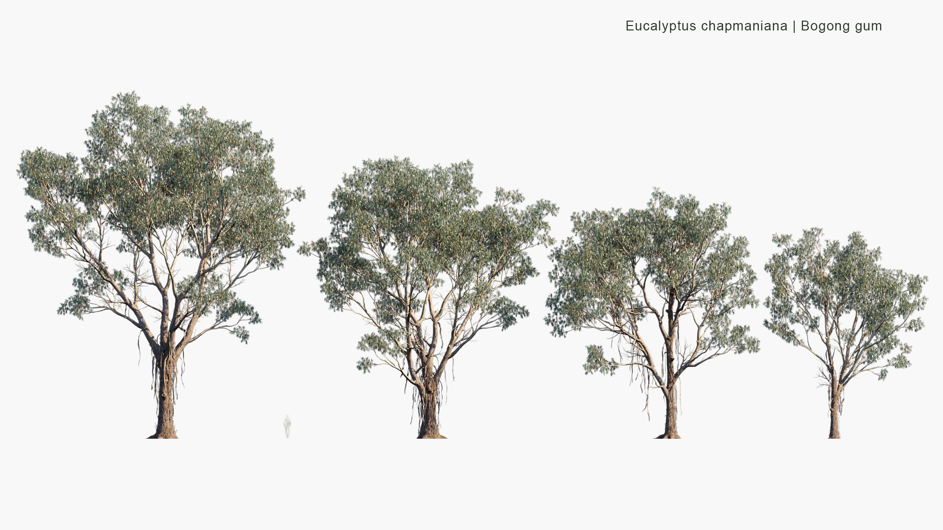 Eucalyptus-chapmaniana_PRV2