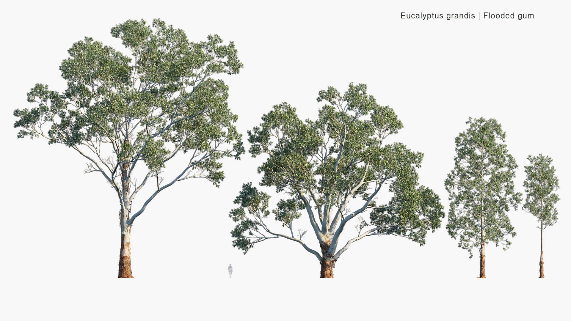 Eucalyptus-grandis_PRV2