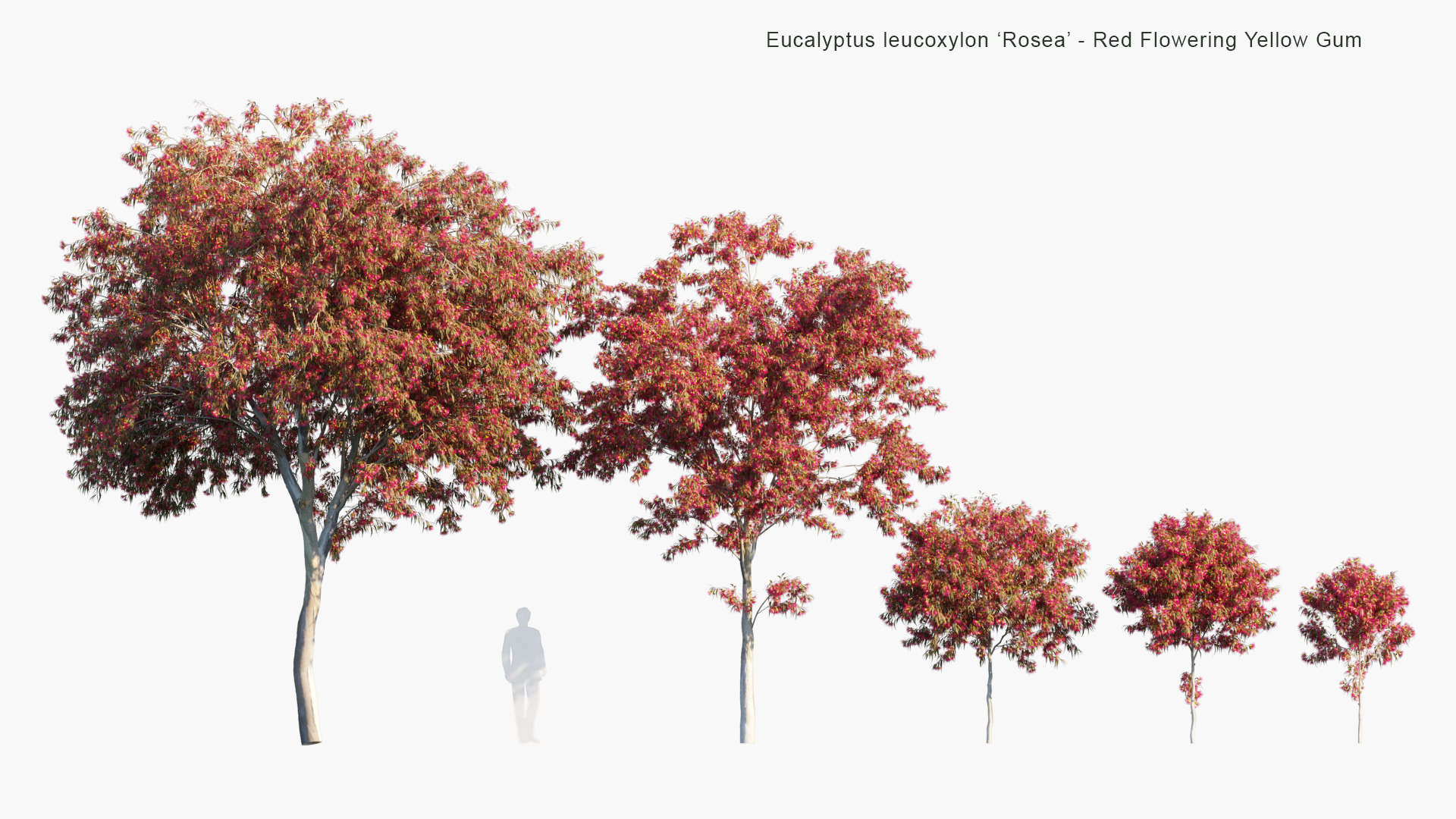 Eucalyptus-leucoxylon-Rosea_PRV1