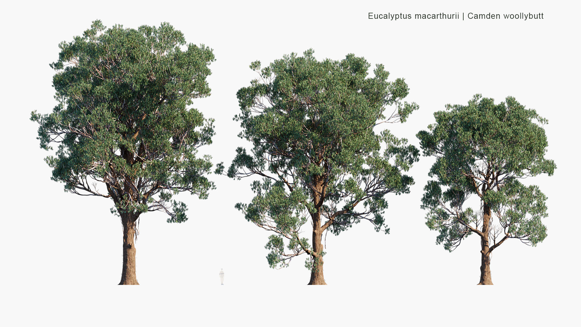 Eucalyptus-macarthurii_PRV1