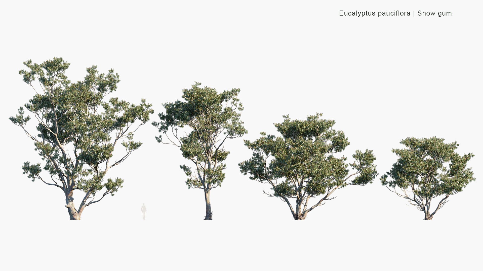 Eucalyptus-pauciflora_PRV2