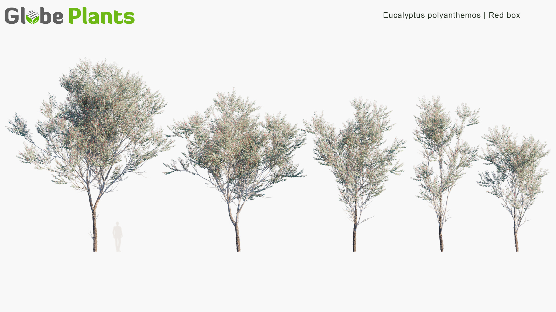 Eucalyptus-polyanthemos_PRV1