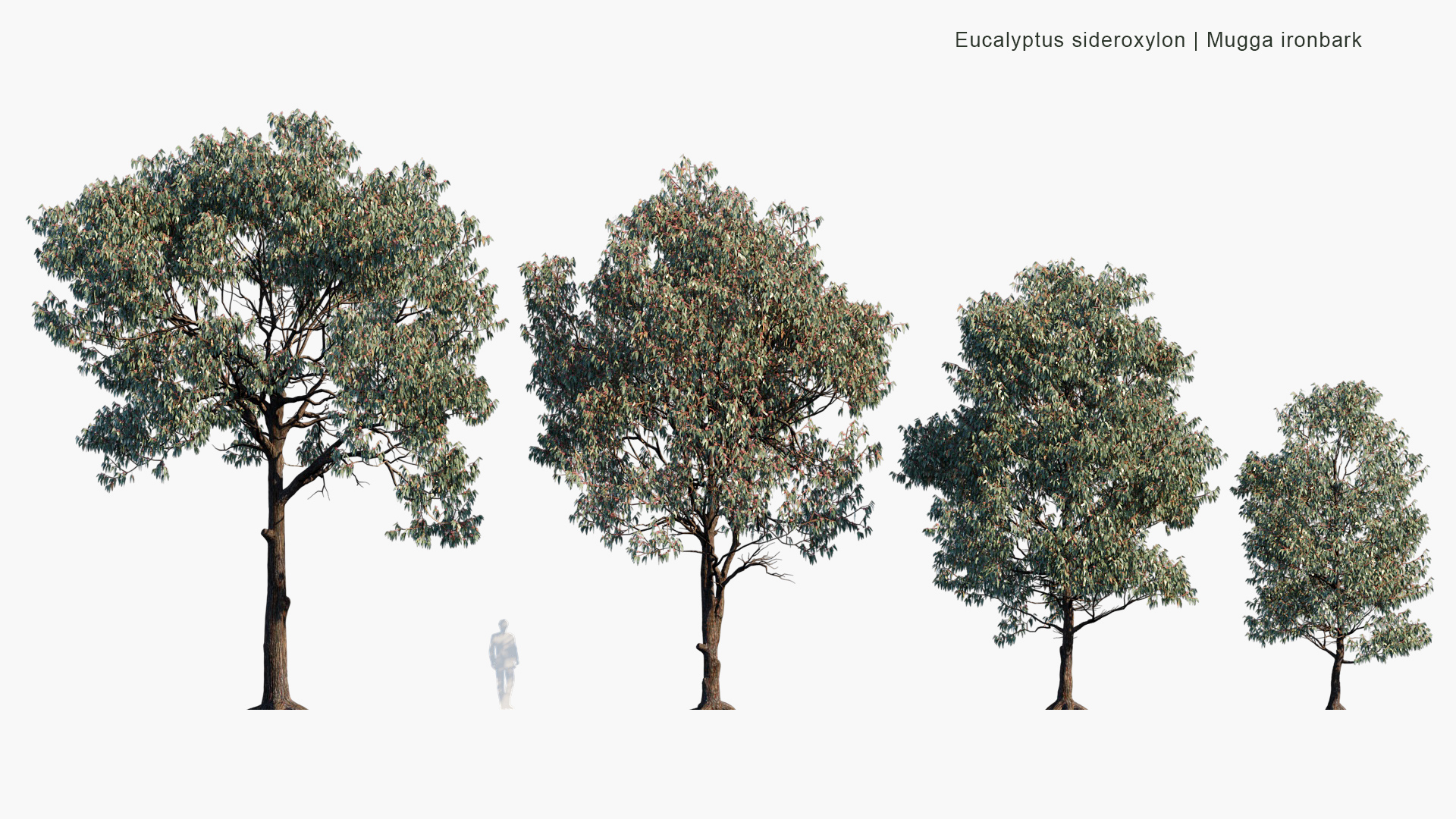 Eucalyptus-sideroxylon_PRV2