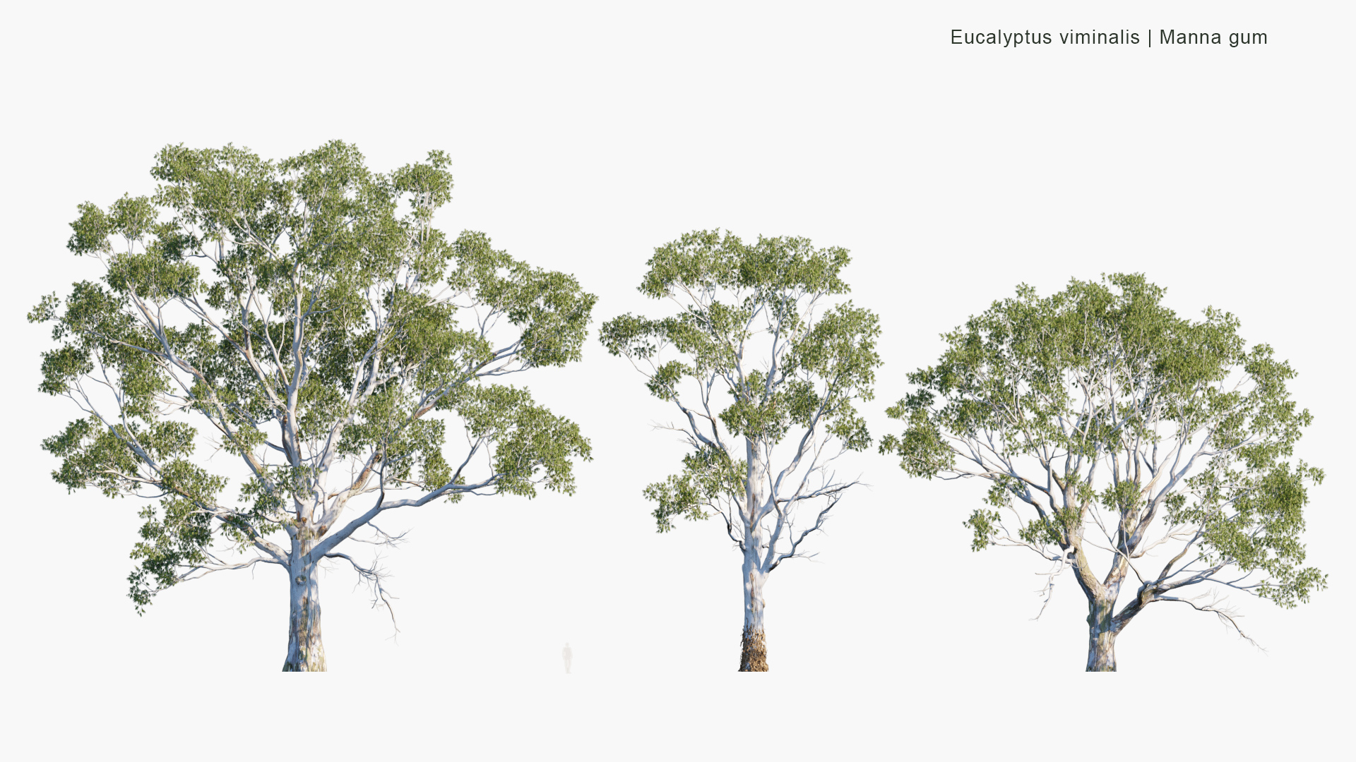 Eucalyptus-viminalis_PRV2