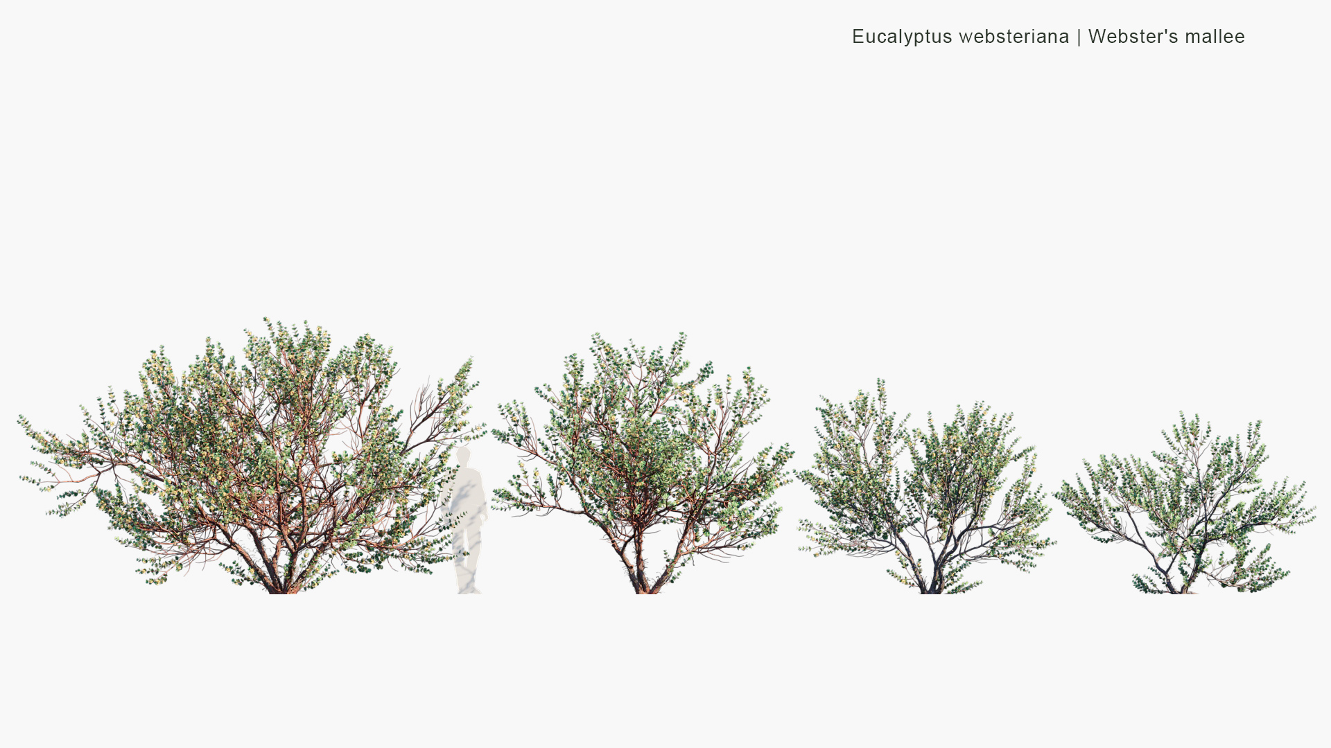 Eucalyptus-websteriana_PRV2