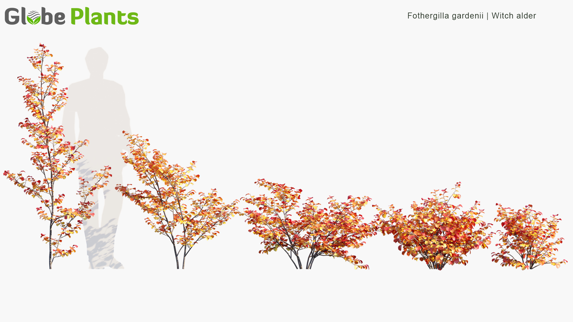 Fothergilla-gardenii_PRV1