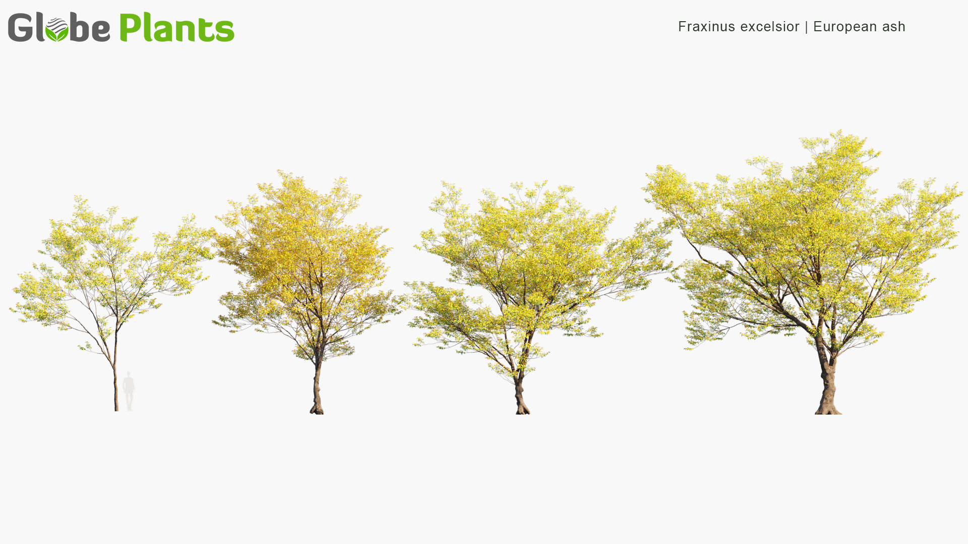 Fraxinus-excelsior_PRV1