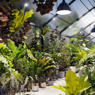 Globe Plants - Bundle 30 Interior Pot Plants