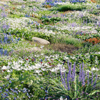 Globe Plants - Bundle 37 - Groundcover Plants