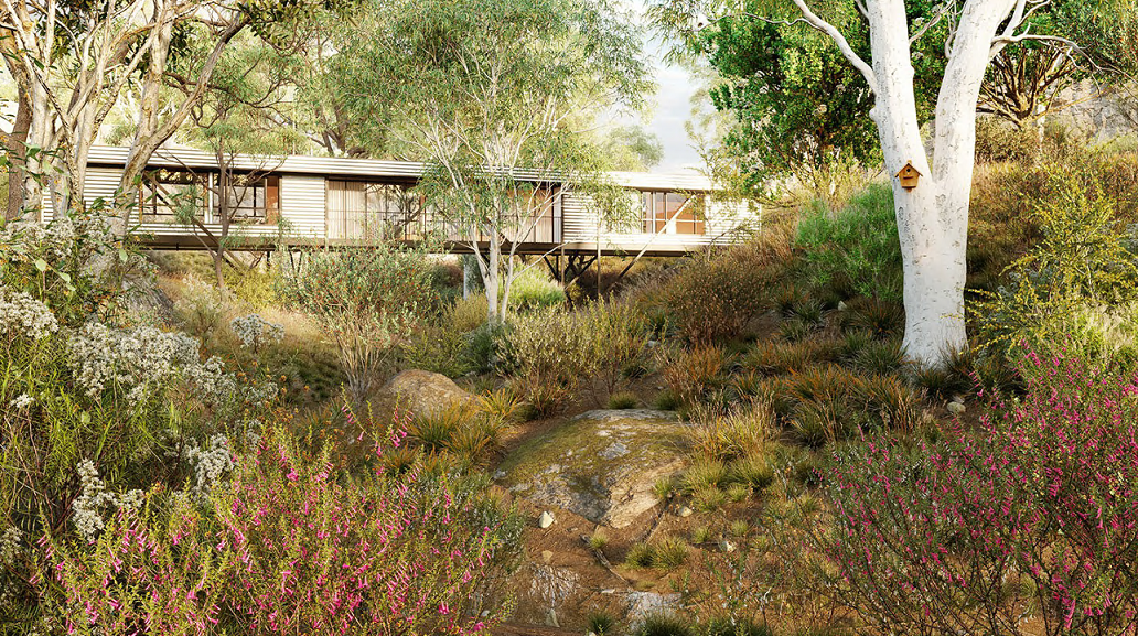 Globe Plants - Bundle 41 - Australian Wild Plants