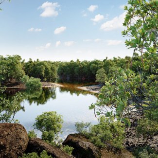 Globe Plants - Bundle 50 - Mangrove Plants