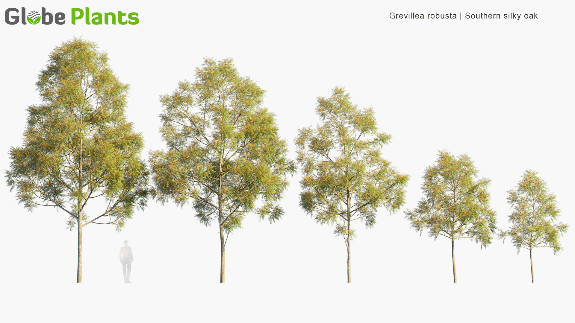 Grevillea-robusta_PRV1