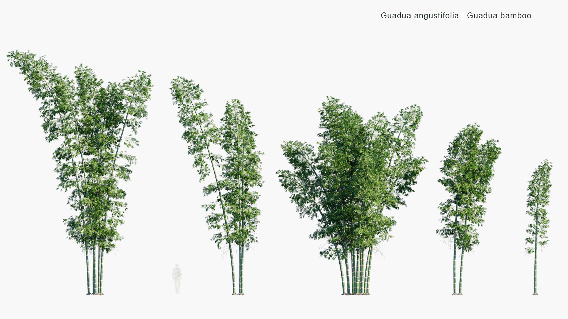 Guadua-angustifolia_PRV1