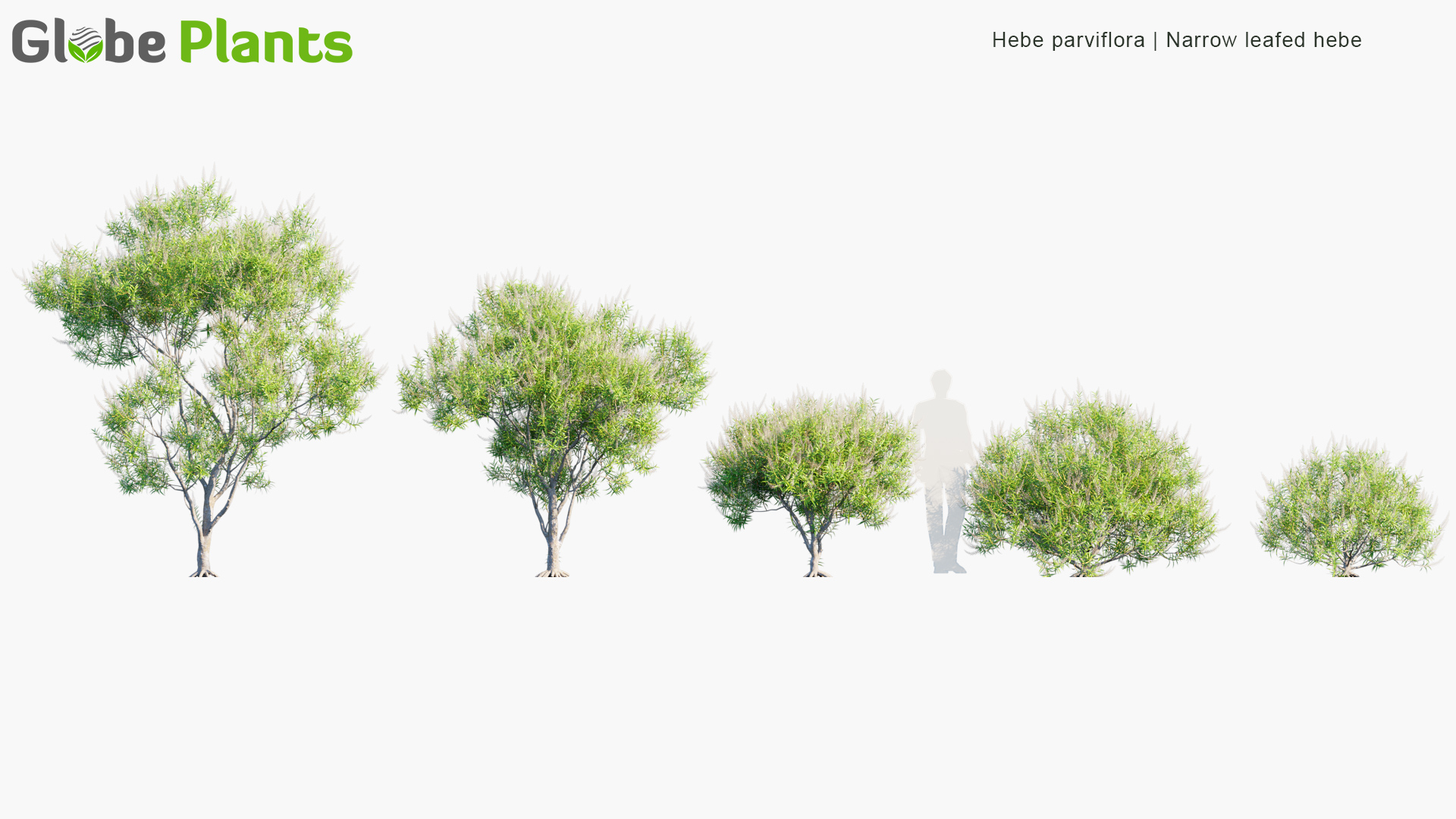 Hebe-parviflora_PRV1