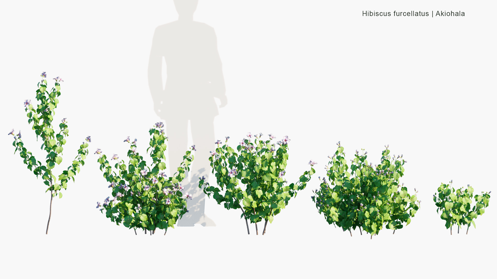 Hibiscus-furcellatus_PRV1