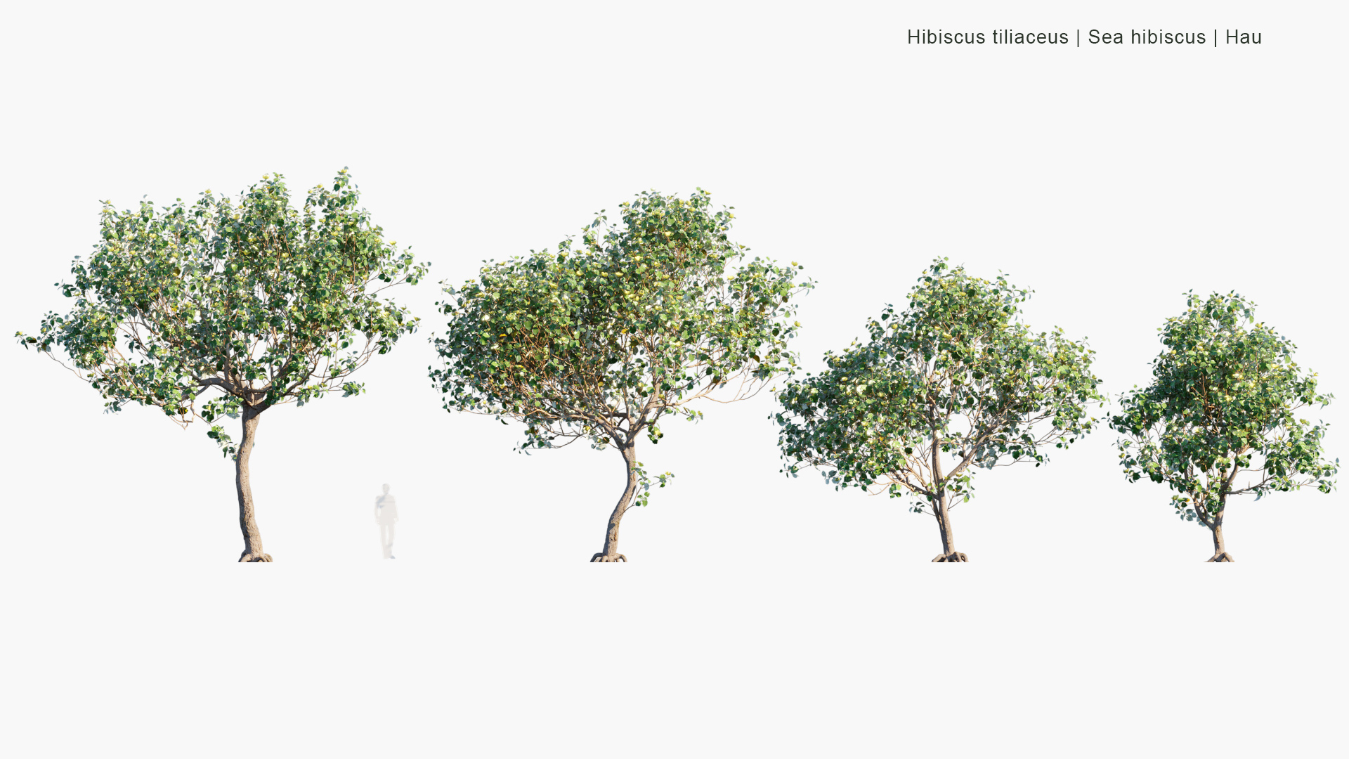 Hibiscus-tiliaceus_PRV1