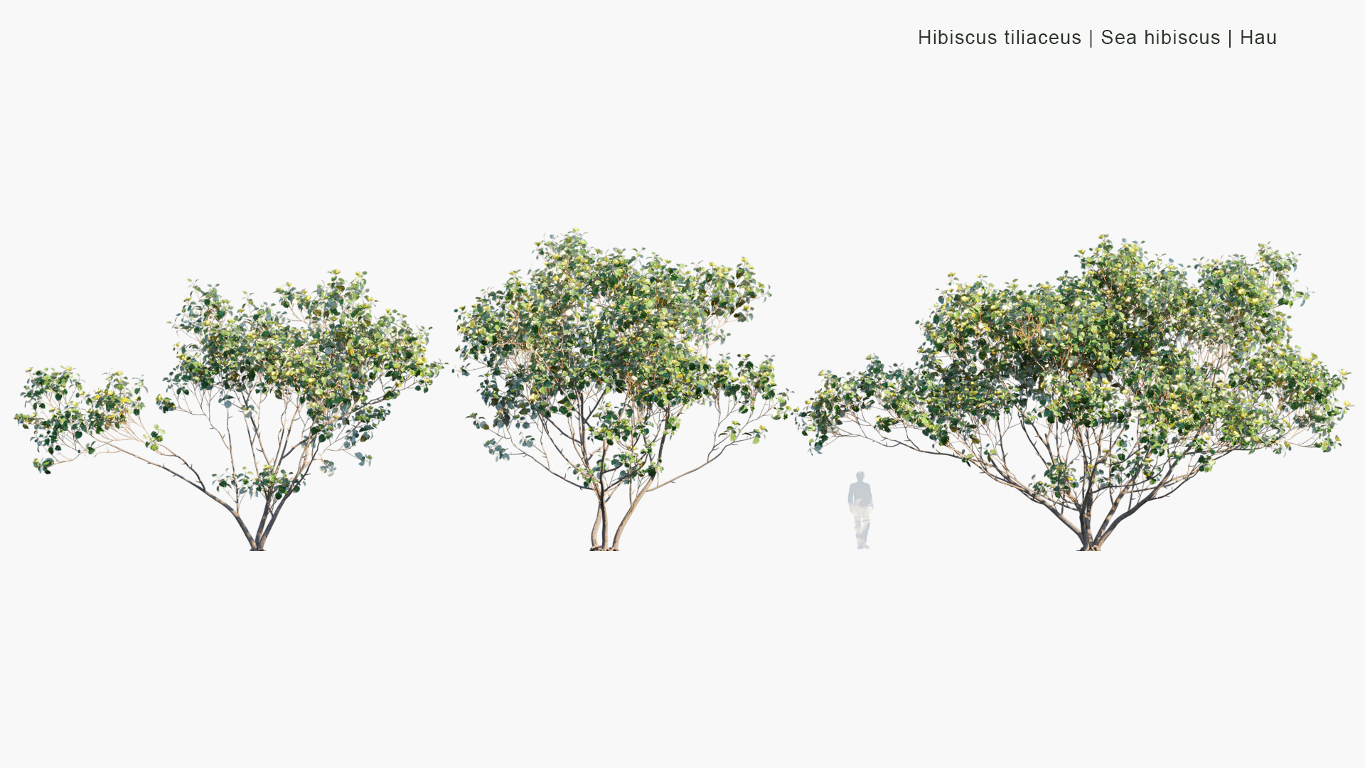 Hibiscus-tiliaceus_PRV2
